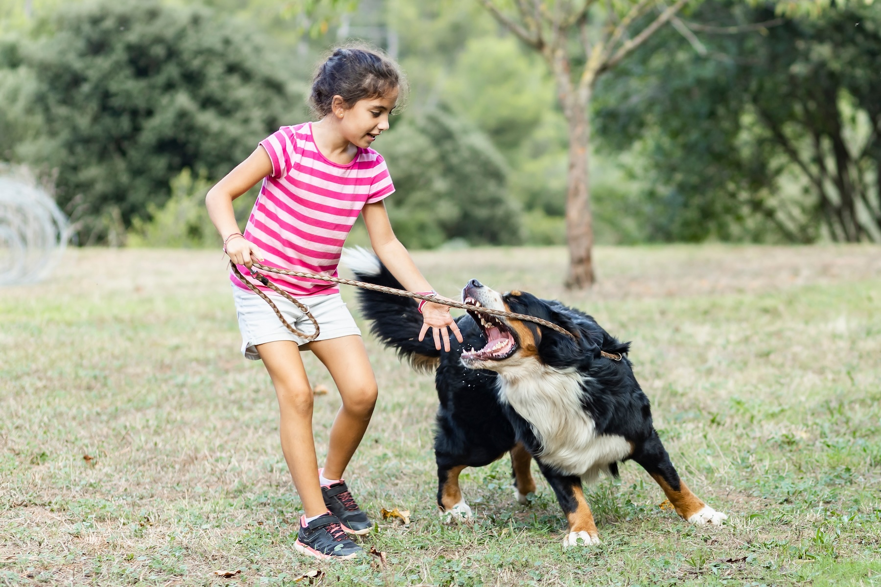 Read more about the article Why Some Dogs Bite Children