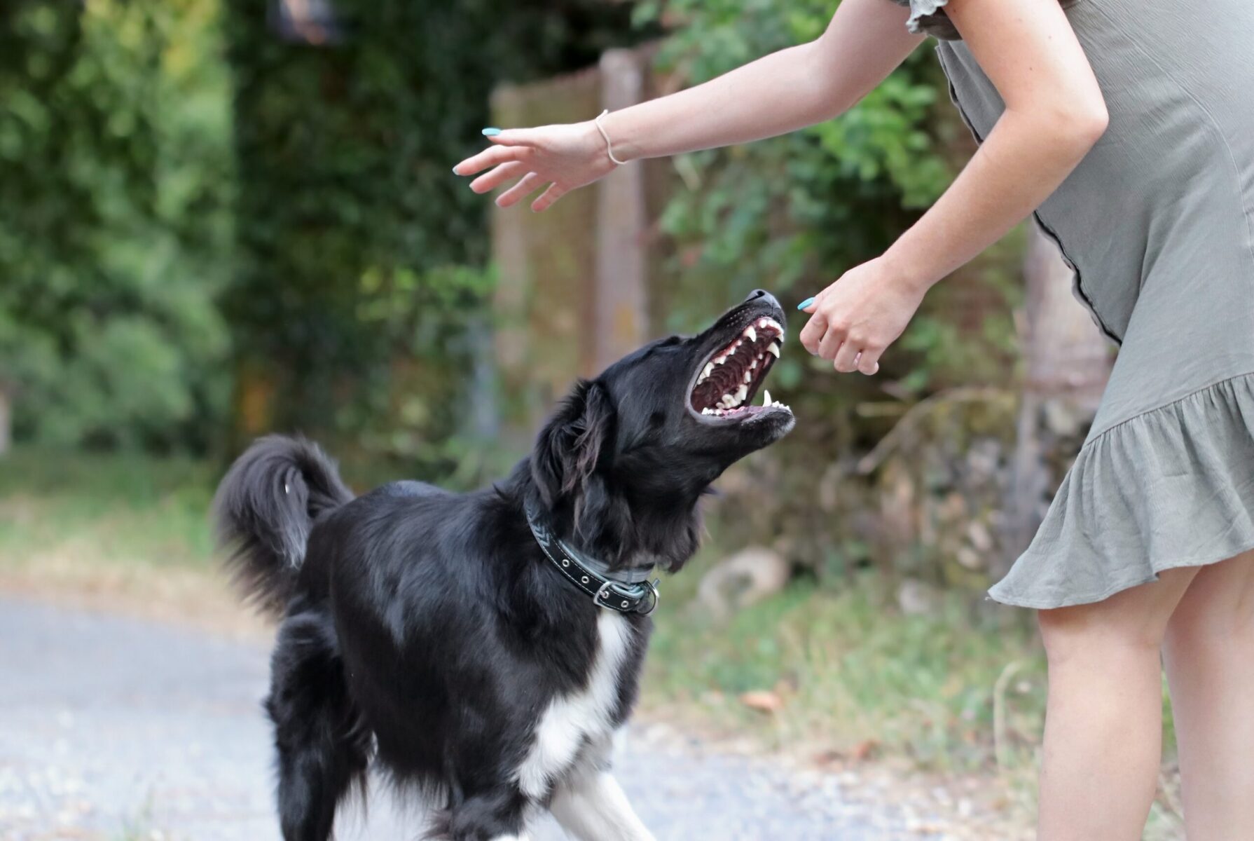 Read more about the article Dog Bite Prevention